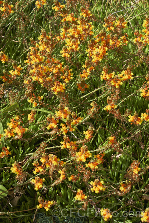 Orange Bulbine (<i>Bulbine frutescens</i>), an evergreen succulent native to southern Africa. It blooms in early spring and in hot, dry climates is summer-dormant. The flower stems are up to 60cm tall. These plants are nearing the end of the flowering season, by which time the flower stems are sprawling over the foliage. Asphodelaceae. bulbine-3492htm'>Bulbine.