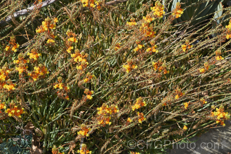 Orange Bulbine (<i>Bulbine frutescens</i>), an evergreen succulent native to southern Africa. It blooms in early spring and in hot, dry climates is summer-dormant. The flower stems are up to 60cm tall. These plants are nearing the end of the flowering season, by which time the flower stems are sprawling over the foliage. Asphodelaceae. bulbine-3492htm'>Bulbine.