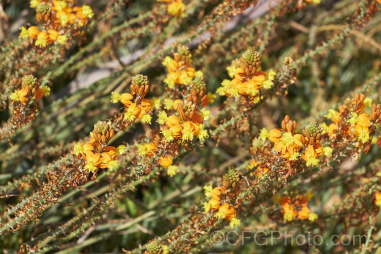 Orange Bulbine (<i>Bulbine frutescens</i>), an evergreen succulent native to southern Africa. It blooms in early spring and in hot, dry climates is summer-dormant. The flower stems are up to 60cm tall. These plants are nearing the end of the flowering season, by which time the flower stems are sprawling over the foliage. Asphodelaceae. bulbine-3492htm'>Bulbine.