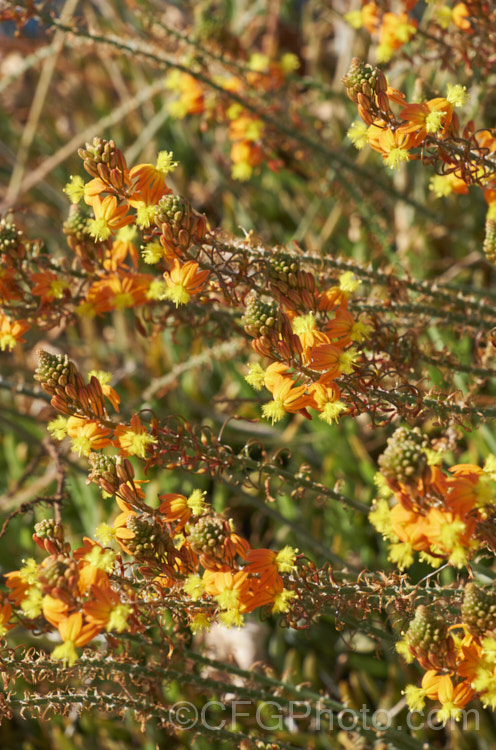 Orange Bulbine (<i>Bulbine frutescens</i>), an evergreen succulent native to southern Africa. It blooms in early spring and in hot, dry climates is summer-dormant. The flower stems are up to 60cm tall. These plants are nearing the end of the flowering season, by which time the flower stems are sprawling over the foliage. Asphodelaceae. bulbine-3492htm'>Bulbine.