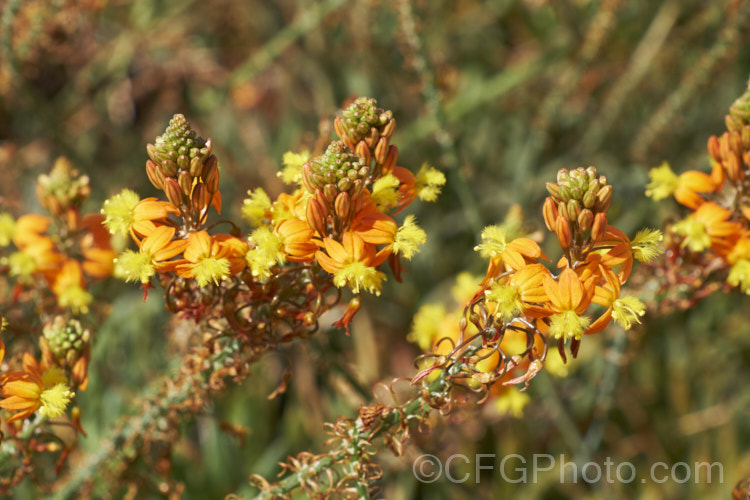 Orange Bulbine (<i>Bulbine frutescens</i>), an evergreen succulent native to southern Africa. It blooms in early spring and in hot, dry climates is summer-dormant. The flower stems are up to 60cm tall. These plants are nearing the end of the flowering season, by which time the flower stems are sprawling over the foliage. Asphodelaceae. bulbine-3492htm'>Bulbine.