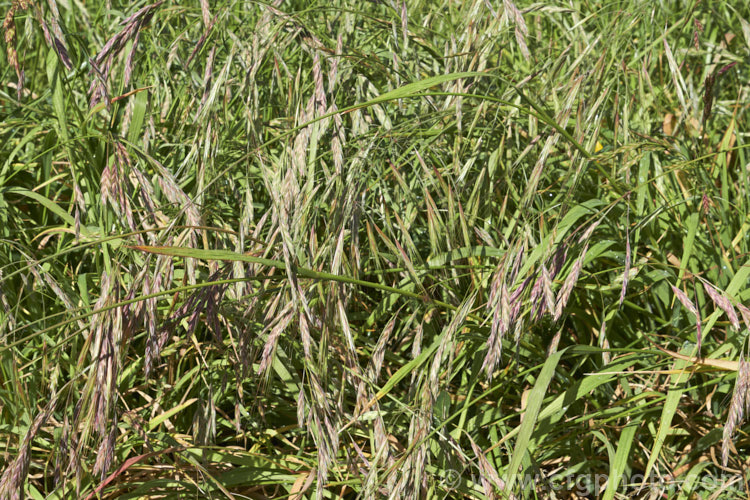 Ripgut. Brome or Great Brome (<i>Bromus diandrus</i>), an annual grass originally native to the Mediterranean area but now widely naturalised. It usually occurs as a weed on waste ground. The seeds have a barb that enables them to cling to clothing or to lodge in the paws or eyes of domestic pets. bromus-2608htm'>Bromus. .