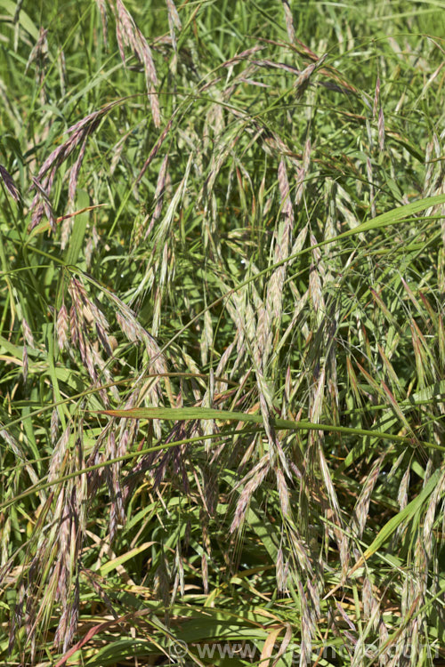 Ripgut. Brome or Great Brome (<i>Bromus diandrus</i>), an annual grass originally native to the Mediterranean area but now widely naturalised. It usually occurs as a weed on waste ground. The seeds have a barb that enables them to cling to clothing or to lodge in the paws or eyes of domestic pets. bromus-2608htm'>Bromus. .