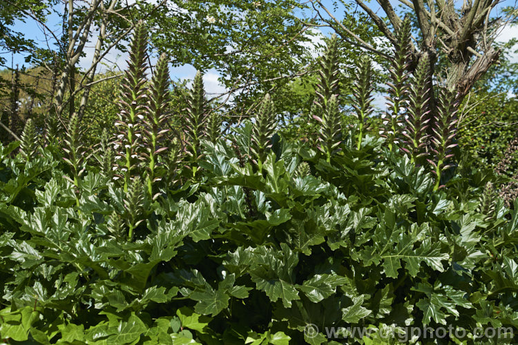 Bear's Breeches (<i>Acanthus mollis</i>), a usually evergreen summer-flowering perennial native to southwest Europe and North Africa. It was often featured in ancient Greek and Roman designs. While a bold architectural plant that certainly has garden merit, it can also be a thuggish weed that is difficult to eradicate. Order: Lamiales, Family: Acanthaceae