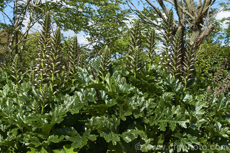 Bear's Breeches (<i>Acanthus mollis</i>), a usually evergreen summer-flowering perennial native to southwest Europe and North Africa. It was often featured in ancient Greek and Roman designs. While a bold architectural plant that certainly has garden merit, it can also be a thuggish weed that is difficult to eradicate. Order: Lamiales, Family: Acanthaceae