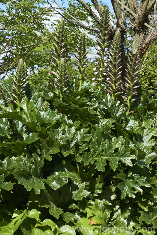 Bear's Breeches (<i>Acanthus mollis</i>), a usually evergreen summer-flowering perennial native to southwest Europe and North Africa. It was often featured in ancient Greek and Roman designs. While a bold architectural plant that certainly has garden merit, it can also be a thuggish weed that is difficult to eradicate. Order: Lamiales, Family: Acanthaceae