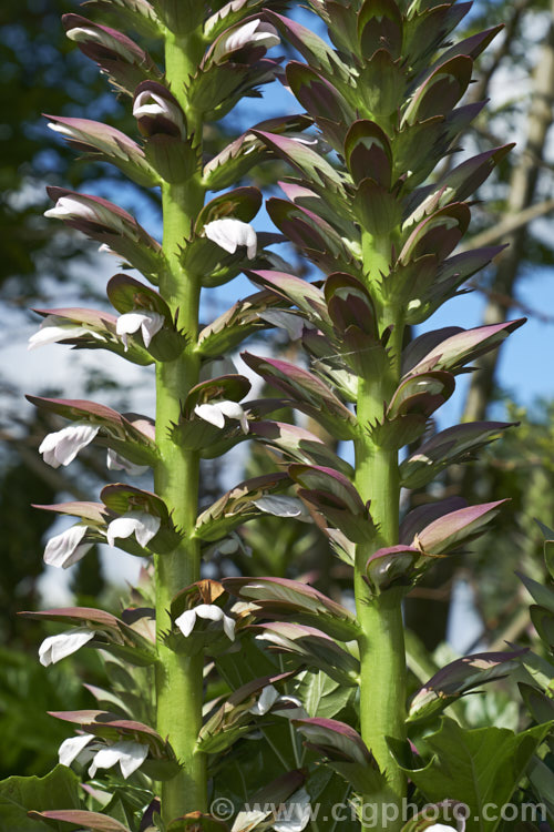 Bear's Breeches (<i>Acanthus mollis</i>), a usually evergreen summer-flowering perennial native to southwest Europe and North Africa. It was often featured in ancient Greek and Roman designs. While a bold architectural plant that certainly has garden merit, it can also be a thuggish weed that is difficult to eradicate. Order: Lamiales, Family: Acanthaceae