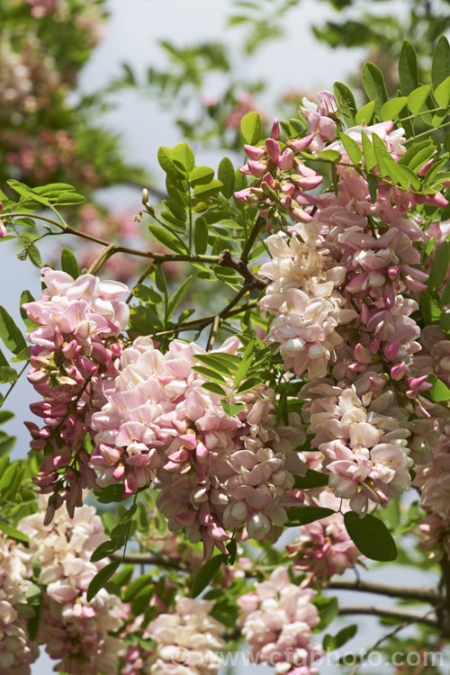 Robinia x ambigua 'Decaisneana', a soft pink-flowered cultivar of a cross between Robinia pseudoacacia and Robinia viscosa. It is a spreading, spring-flowering deciduous that grows to around 8m high and at least as wide. robinia-2218htm'>Robinia.