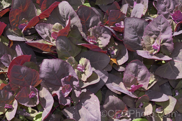 Seedlings of Red Orach or Red Mountain Spinach (<i>Atriplex hortensis 'Rubra'), a purple-red-leafed cultivar of a widely naturalised Eurasian annual that is grown as a vegetable and used in the manner of spinach. The species has a tendency to have red-tinted leaves and 'Rubra' is a selected form that emphasises this feature. Although it resembles. Chenopodium, it is not in the same genus. atriplex-3513htm'>Atriplex. Order: Caryophyllales, Family: Amaranthaceae