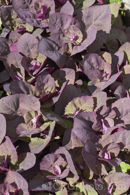 Seedlings of Red Orach or Red Mountain Spinach (<i>Atriplex hortensis 'Rubra'), a purple-red-leafed cultivar of a widely naturalised Eurasian annual that is grown as a vegetable and used in the manner of spinach. The species has a tendency to have red-tinted leaves and 'Rubra' is a selected form that emphasises this feature. Although it resembles. Chenopodium, it is not in the same genus. atriplex-3513htm'>Atriplex. Order: Caryophyllales, Family: Amaranthaceae