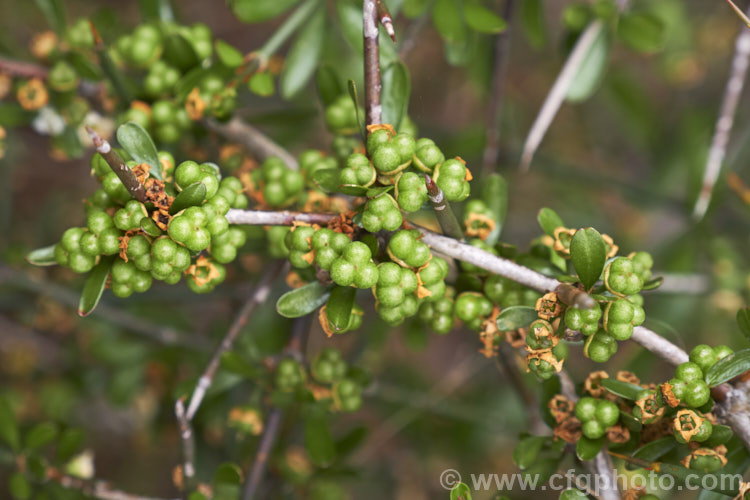 The seed capsules of Matagouri or Wild Irishman (<i>Discaria toumatou</i>), a densely tangled, wiry-stemmed, very thorny shrub up to 5m tall It is endemic to New Zealand, where it is common in the eastern South Island It has tiny leaves but can be leafless for much of the year. In late spring and early summer, it produces and abundance of small, sweetly scented cream flowers. discaria-2874htm'>Discaria. Order: Rosales, Family: Rhamnaceae