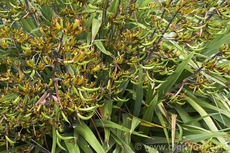 Mountain Flax (<i>Phormium colensoi [syn. Phormium cookianum]), an evergreen perennial with long sword-shaped leaves. A native of New Zealand, it is easily confused with the very similar but generally considerably larger. Phormium tenax. Also, Phormium colensoi has greenish yellow flowers and twisted seed pods, as opposed to the reddish flower and smooth seed pods of Phormium tenax. The seedpods in this image are too immature to have developed the twist, which occur as they open. Order: Asparagales, Family: Asphodelaceae