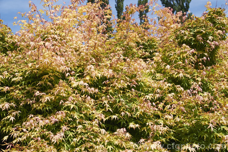 An unidentified Japanese Maple (<i>Acer palmatum</i>) cultivar in spring. This cultivar has pale green summer foliage but its spring leaves pass through cream and pink phases before turning green. Order: Sapindales, Family: Sapindaceae