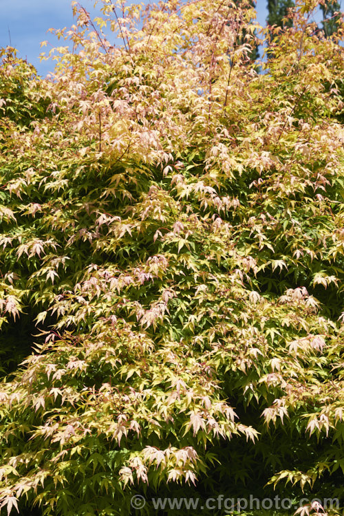 An unidentified Japanese Maple (<i>Acer palmatum</i>) cultivar in spring. This cultivar has pale green summer foliage but its spring leaves pass through cream and pink phases before turning green. Order: Sapindales, Family: Sapindaceae