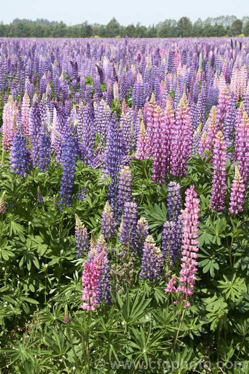 A field of Russell. Lupins (<i>US lupines</i>) being grown for seed production. These hardy perennials, originally introduced by George. Russell of York, England, were mainly derived from Lupinus polyphyllus and Lupinus arboreus. They frequently naturalise in well-drained stony ground and have become a feature of the high country of New Zealand's South Island lupinus-3109htm'>Lupinus.