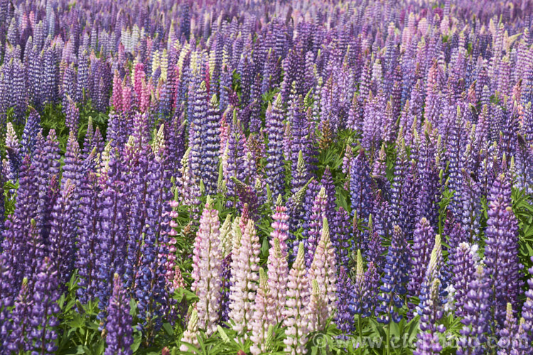 A field of Russell. Lupins (<i>US lupines</i>) being grown for seed production. These hardy perennials, originally introduced by George. Russell of York, England, were mainly derived from Lupinus polyphyllus and Lupinus arboreus. They frequently naturalise in well-drained stony ground and have become a feature of the high country of New Zealand's South Island lupinus-3109htm'>Lupinus.