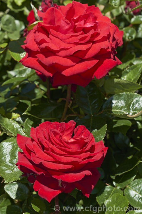 Rosa 'Precious. Platinum' (syn 'Opa. Potschke' ['Red Planet' x 'Franklin. Engelmann']), a large-flowered (<i>Hybrid Tea</i>) bush rose raised by Dickson of Northern Ireland and introduced in 1974. It is a strongly upright bush that can reach 18m tall Order: Rosales, Family: Rosaceae