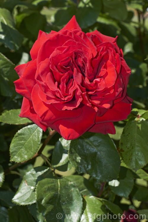 Rosa 'Precious. Platinum' (syn 'Opa. Potschke' ['Red Planet' x 'Franklin. Engelmann']), a large-flowered (<i>Hybrid Tea</i>) bush rose raised by Dickson of Northern Ireland and introduced in 1974. It is a strongly upright bush that can reach 18m tall Order: Rosales, Family: Rosaceae