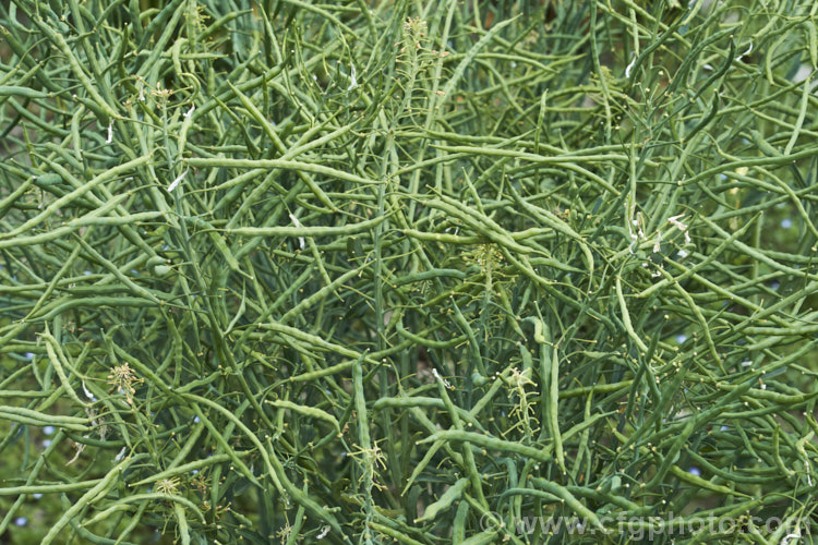 Curly Kale (<i>Brassica oleracea - Acephala Group</i>), a fancy form of garden kale that is grown for densely curled edible foliage. Most. European cultures feature nationally well-known kale dishes, though in many parts of the world kale is perhaps more commonly grown as winter stock feed. Order: Brassicales, Family: Brassicaceae