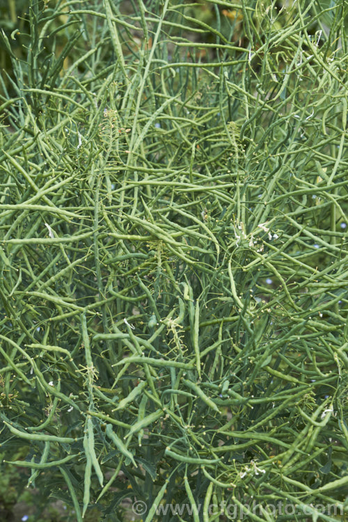 Curly Kale (<i>Brassica oleracea - Acephala Group</i>), a fancy form of garden kale that is grown for densely curled edible foliage. Most. European cultures feature nationally well-known kale dishes, though in many parts of the world kale is perhaps more commonly grown as winter stock feed. Order: Brassicales, Family: Brassicaceae