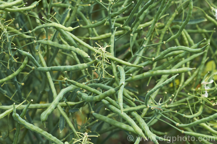 Curly Kale (<i>Brassica oleracea - Acephala Group</i>), a fancy form of garden kale that is grown for densely curled edible foliage. Most. European cultures feature nationally well-known kale dishes, though in many parts of the world kale is perhaps more commonly grown as winter stock feed. Order: Brassicales, Family: Brassicaceae