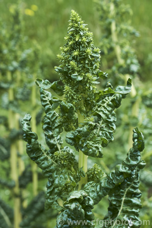 The developing flowerhead of Chard, Swiss. Chard or Silver Beet (<i>Beta vulgaris var. flavescens</i>), a vegetable cultivated for its edible spinach-like foliage. Garden forms are available in a range of stem colours Plants like this that have run to seed are usually discarded unless the seed is going to be saved. beta-2601htm'>Beta. Order: Caryophyllales, Family: Amaranthaceae