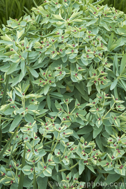 Shore Spurge (<i>Euphorbia glauca</i>), an erect subshrub native to coastal regions of New Zealand It grows to around 50cm tall, has simple blue-green leaves to 10cm long and the involucral bracts are purple-red, persisting after the round seed capsules have formed