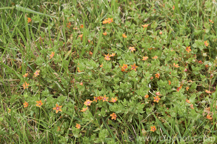 Scarlet Pimpernel (<i>Anagallis arvensis</i>), a small annual, biennial or short-lived perennial that usually appears as a weed in crops, pastures or lawns. Originally native to Europe, though now widespread throughout the temperate zones. Order: Ericales, Family: Primulaceae