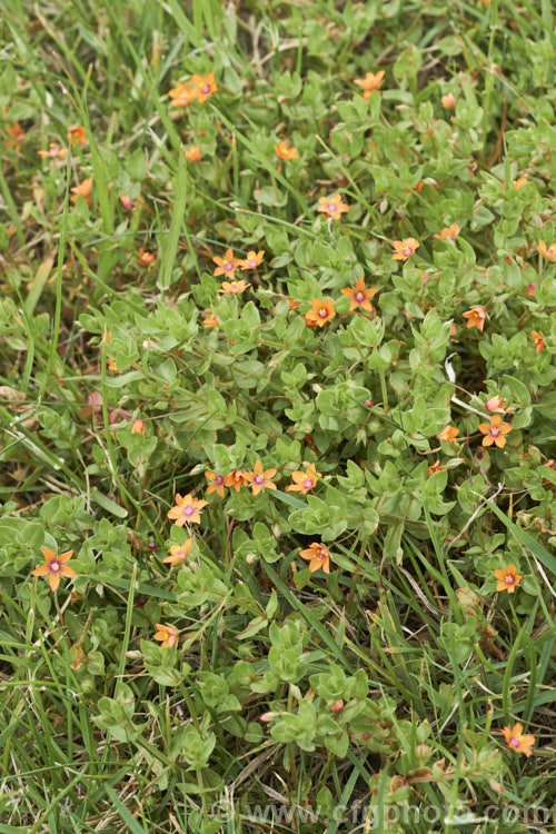 Scarlet Pimpernel (<i>Anagallis arvensis</i>), a small annual, biennial or short-lived perennial that usually appears as a weed in crops, pastures or lawns. Originally native to Europe, though now widespread throughout the temperate zones. Order: Ericales, Family: Primulaceae