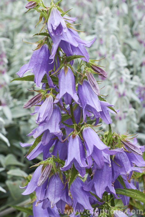 Campanula 'Summertime Blues', a hybrid bellflower with erect heads of large flowers, indicating the presence of Campanula latifolia in its parentage. It blooms from late spring and will often flower again if cut back after the first flush of bloom. Order: Asterales, Family: Campanulaceae