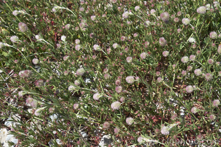 Haresfoot. Trefoil, Rabbitfoot. Clover or Stone. Clover (<i>Trifolium arvense</i>), a now widely naturalised Eurasian annual or biennial that is most commonly seen as a weed on sandy or stony ground. Its white flowers are tiny but they are crowded together in a downy pink inflorescence. trifolium-3369htm'>Trifolium.