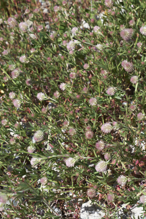 Haresfoot. Trefoil, Rabbitfoot. Clover or Stone. Clover (<i>Trifolium arvense</i>), a now widely naturalised Eurasian annual or biennial that is most commonly seen as a weed on sandy or stony ground. Its white flowers are tiny but they are crowded together in a downy pink inflorescence. trifolium-3369htm'>Trifolium.