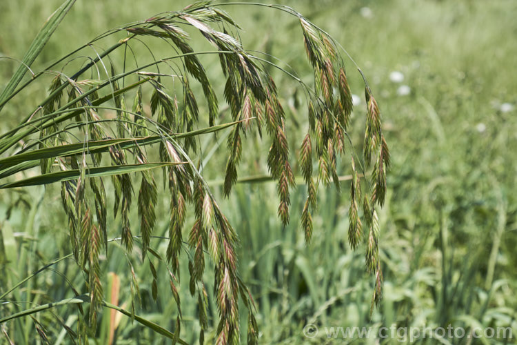 Ripgut. Brome or Great Brome (<i>Bromus diandrus</i>), an annual grass originally native to the Mediterranean area but now widely naturalised. It usually occurs as a weed on waste ground. The seeds have a barb that enables them to cling to clothing or to lodge in the paws or eyes of domestic pets. bromus-2608htm'>Bromus. .