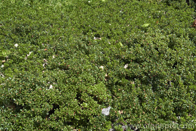 Pine-mat Manzanita (<i>Arctostaphylos nevadensis</i>), a sprawling, spring- to early summer-flowering evergreen shrub native to the western United States. It is usually just a few centimetres high but can spread to well over 1m wide. Order: Ericales, Family: Ericaceae