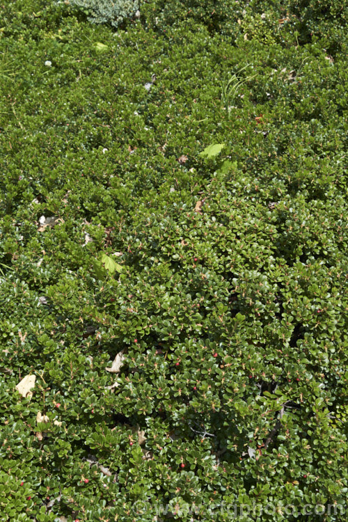 Pine-mat Manzanita (<i>Arctostaphylos nevadensis</i>), a sprawling, spring- to early summer-flowering evergreen shrub native to the western United States. It is usually just a few centimetres high but can spread to well over 1m wide. Order: Ericales, Family: Ericaceae