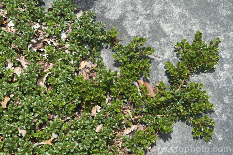 Pine-mat Manzanita (<i>Arctostaphylos nevadensis</i>), a sprawling, spring- to early summer-flowering evergreen shrub native to the western United States. It is usually just a few centimetres high but can spread to well over 1m wide. Order: Ericales, Family: Ericaceae