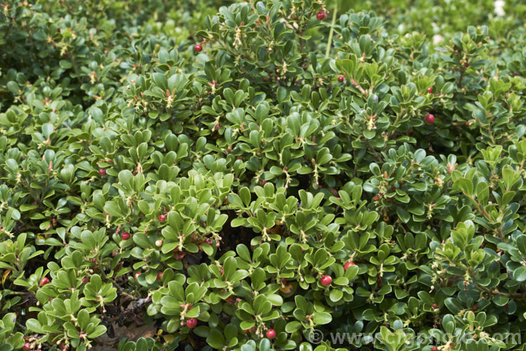 Pine-mat Manzanita (<i>Arctostaphylos nevadensis</i>), a sprawling, spring- to early summer-flowering evergreen shrub native to the western United States. It is usually just a few centimetres high but can spread to well over 1m wide. Order: Ericales, Family: Ericaceae