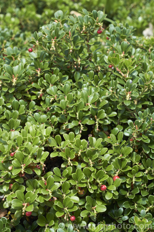 Pine-mat Manzanita (<i>Arctostaphylos nevadensis</i>), a sprawling, spring- to early summer-flowering evergreen shrub native to the western United States. It is usually just a few centimetres high but can spread to well over 1m wide. Order: Ericales, Family: Ericaceae