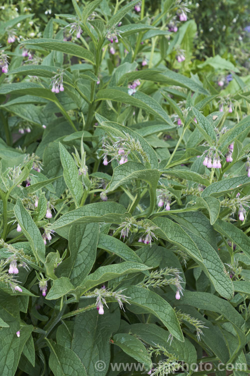 Comfrey (<i>Symphytum officinale</i>), a strong-growing herbaceous perennial native to eastern-central Europe. It is widely grown as a medicinal herb and for its bold foliage. In addition to being used to treat wounds, comfrey is sometimes known as knit-bone, for its ability to help set broken bones. It does also have culinary uses but is not widely eaten. The foliage is also used in composts to speed decomposition — a compost activator. symphytum-2299htm'>Symphytum.