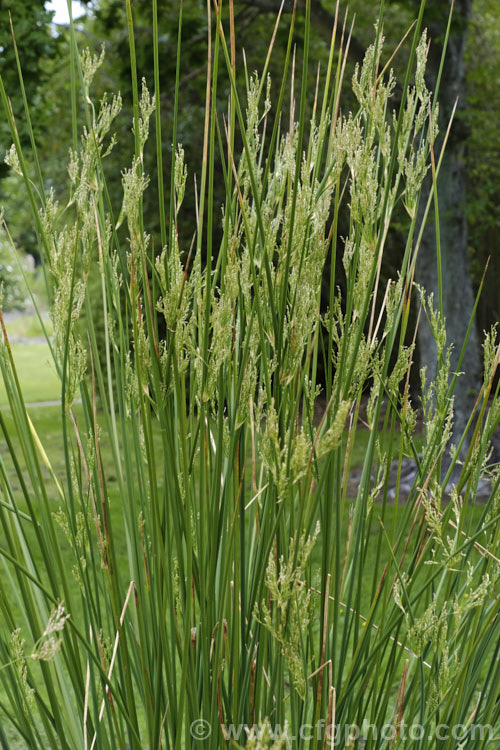 Pale. Rush (<i>Juncus pallidus</i>), a 70-140cm high rush found in southeastern Australia and New Zealand Its flowerheads appear in spring and can be over 15cm long. It usually occurs in damp areas and will tolerate somewhat saline soil.