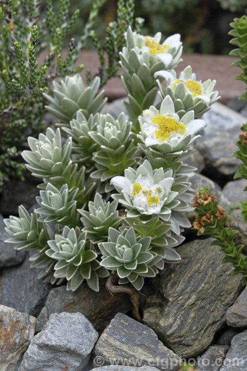 North Island Edelweiss (<i>Leucogenes leontopodium</i>), a daisy family plant found in rocky areas above 1250m altitude in the mountains of New Zealand from East Cape in the North Island to mid-Canterbury in the South Island leucogenes-3079htm'>Leucogenes.