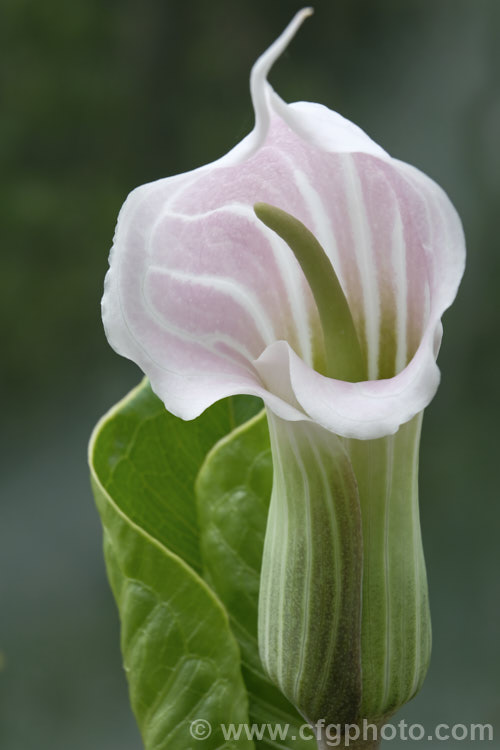 Arisaema candidissimum, a late spring- to early summer-flowering, tuberous-rooted, arum family perennial from western China. It produces one large trifoliate leaf per flower stem but can form a large clump once established. Order: Alismatales, Family: Araceae