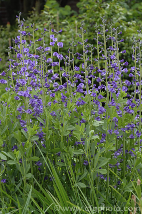 Blue False Indigo (<i>Baptisia australis var. minor [syn. Baptisia minor]), a late spring- to summer-flowering perennial from the eastern United States. It is very similar to the species but is only around 1m tall, rather than 15m. Most plants in cultivation are this form. baptisia-2594htm'>Baptisia.