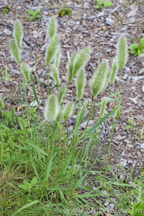 Annual Beard Grass or Annual Rabbitsfoot Grass (<i>Polypogon monspeliensis</i>), an annual grass, originally native to Eurasia and North Africa but now widely naturalised. Usually quite low growing, it may sometimes reach 1m tall Its flower panicles form soft, pale green plumes that are quite attractive, though the plant is a noxious weed in some areas. Order: Poales, Family: Poaceae