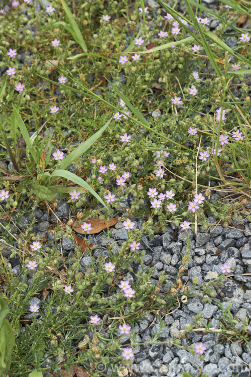 Rock Sea-Spurrey (<i>Spergularia rupicola</i>), a very small, spreading, prostrate, short-lived perennial with green to grey-green foliage and tiny, 4-petalled pink flowers that open from late spring. While sometimes cultivated in rockeries, it is most often seen as a wildflower or minor weed. It occurs naturally around the coast of Ireland and western Britain and has naturalised in other areas. spergularia-3322htm'>Spergularia. Order: Caryophyllales, Family: Caryophyllaceae