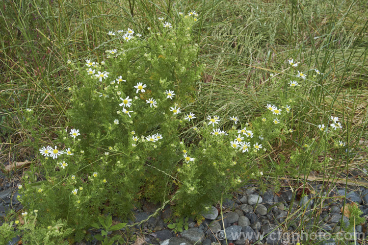 Mayweed or Stinking Chamomile (<i>Anthemis cotula</i>), an aromatic annual or short-lived perennial found naturally from Europe to North Africa and the Middle. East and widely naturalised as a weed in may temperate areas. anthemis-2193htm'>Anthemis.