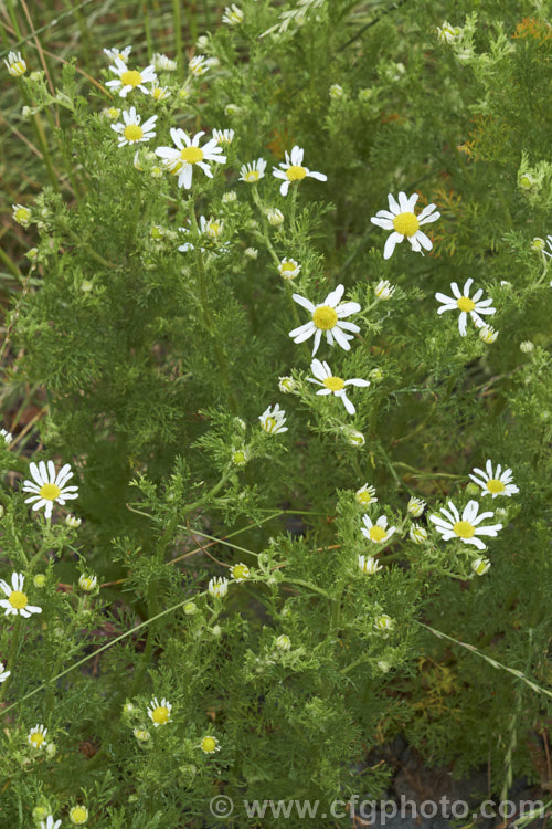 Mayweed or Stinking Chamomile (<i>Anthemis cotula</i>), an aromatic annual or short-lived perennial found naturally from Europe to North Africa and the Middle. East and widely naturalised as a weed in may temperate areas. anthemis-2193htm'>Anthemis.