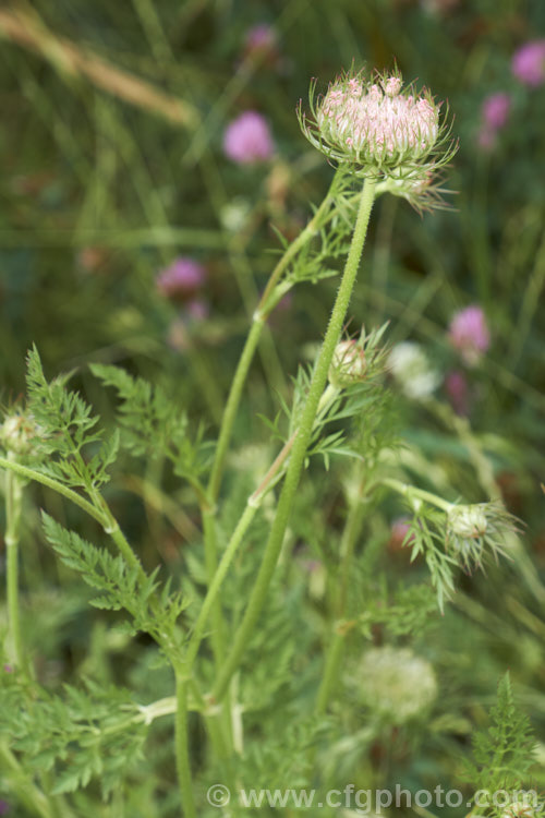 Wild Carrot (<i>Daucus carota</i>), a Eurasian biennial that grows to around 1m tall with a large taproot. The cultivated carrot is derived from this species