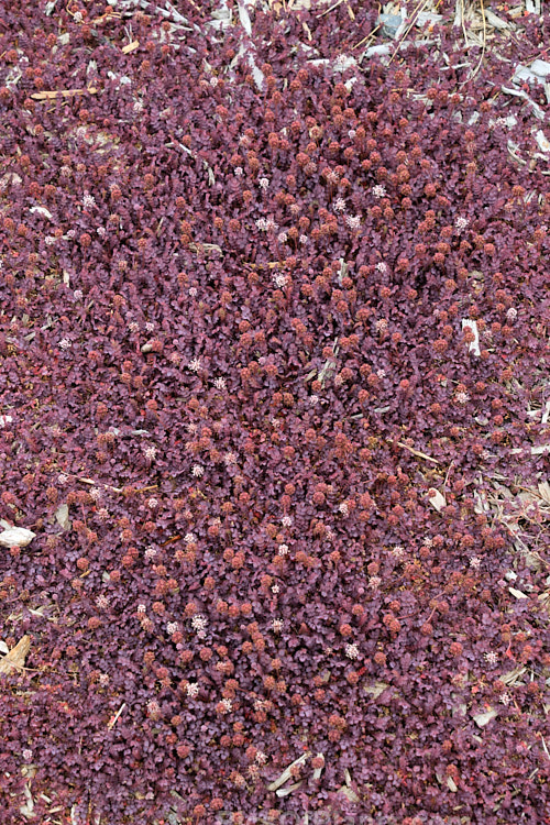 <i>Acaena inermis</i> 'Purpureus', a cultivar of a rhizomatous, prostrate, near-evergreen perennial native to New Zealand. 'Purpureus' has purple-tinted bronze-green foliage. This species is very similar to <i>Acaena microphylla</i>, with near-identical foliage, but its seedheads are on much shorter stems and do not have spines. Order: Rosales, Family: Rosaceae