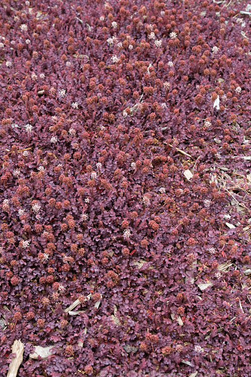 <i>Acaena inermis</i> 'Purpureus', a cultivar of a rhizomatous, prostrate, near-evergreen perennial native to New Zealand. 'Purpureus' has purple-tinted bronze-green foliage. This species is very similar to <i>Acaena microphylla</i>, with near-identical foliage, but its seedheads are on much shorter stems and do not have spines. Order: Rosales, Family: Rosaceae